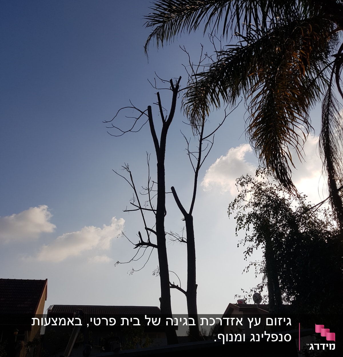 עצים גזומים עם ענפים חתוכים בשמיים כחולים
